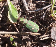 Cicindela campestris