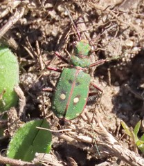 Cicindela campestris