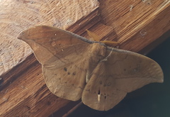 Copaxa multifenestrata