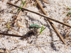 Cicindela campestris