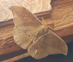 Copaxa multifenestrata