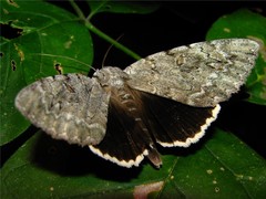 Catocala robinsonii