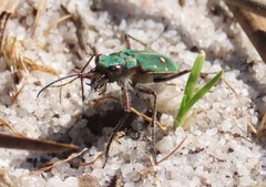 Cicindela campestris