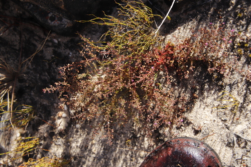 Image of Erica thimifolia by (c) Tony Rebelo, some rights reserved (CC BY-SA)