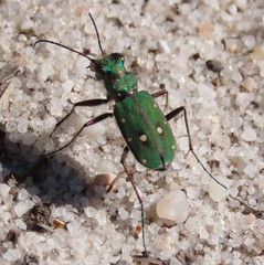 Cicindela campestris