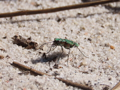 Cicindela campestris