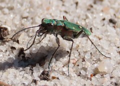 Cicindela campestris