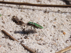 Cicindela campestris