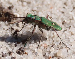 Cicindela campestris