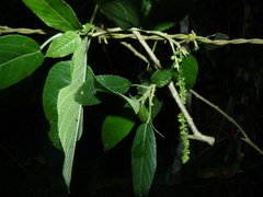 Magnoliopsida
