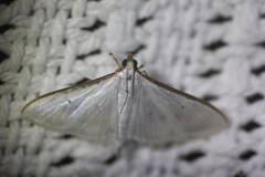 Palpita margaritacea