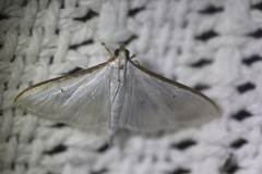 Palpita margaritacea