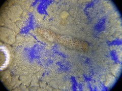 Hyperammina elongata