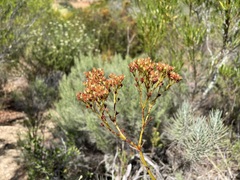 Crassula multiflora