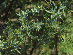 Juniperus navicularis