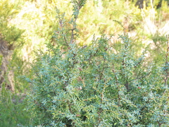 Juniperus navicularis