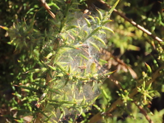 Tetranychus lintearius