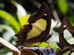 Polyura athamas