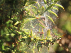 Tetranychus lintearius