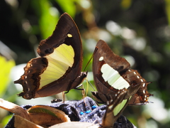 Polyura athamas
