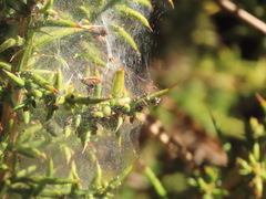 Tetranychus lintearius