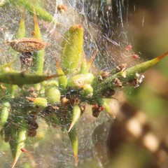 Tetranychus lintearius