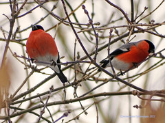 Pyrrhula pyrrhula