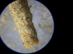 Hyperammina elongata