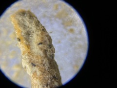 Hyperammina elongata