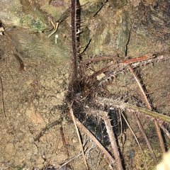 Tectaria multicaudata
