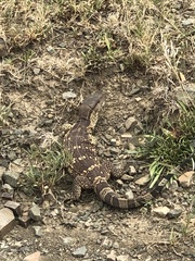 Varanus albigularis