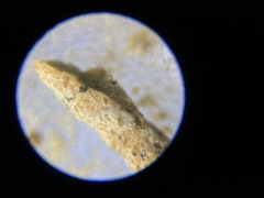 Hyperammina elongata
