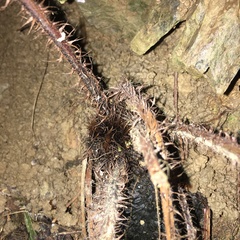 Tectaria multicaudata