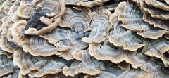 Trametes versicolor