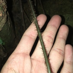Tectaria multicaudata