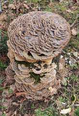 Trametes versicolor