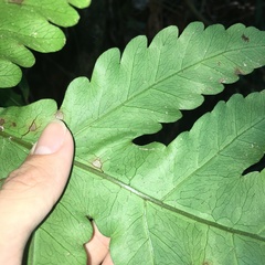 Tectaria multicaudata