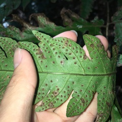 Tectaria multicaudata