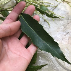 Castanopsis chinensis