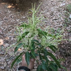 Castanopsis chinensis