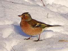 Fringilla coelebs