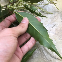 Castanopsis chinensis