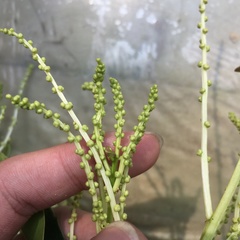 Castanopsis chinensis