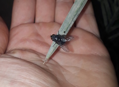 Calliphora