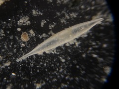 Hyalinonetrion elongatum