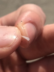 Graptacme eborea