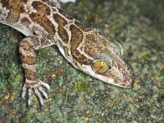 Cyrtodactylus malayanus