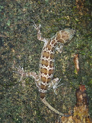 Cyrtodactylus malayanus