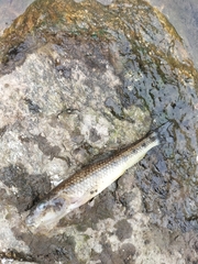 Carpathian Gudgeon photo 2