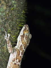 Cyrtodactylus malayanus
